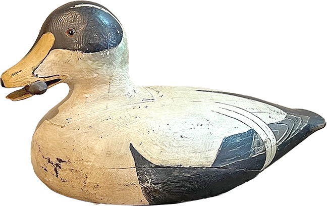 Carved Eider drake decoy with mussel in mouth.