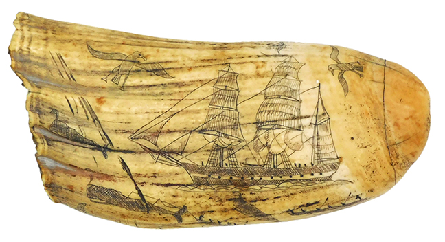Scrimshaw collection