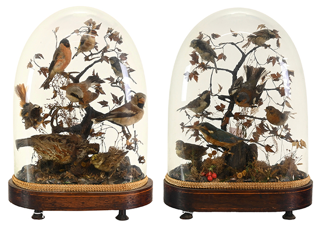 Victorian Taxidermy Exotic Birds Glass Display