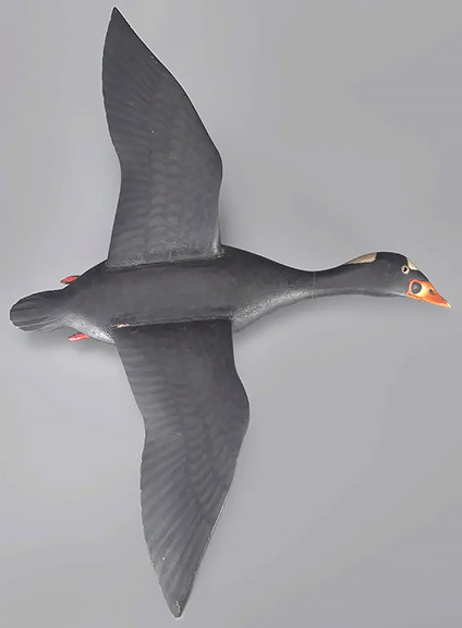 This life-size flying surf scoter, 30