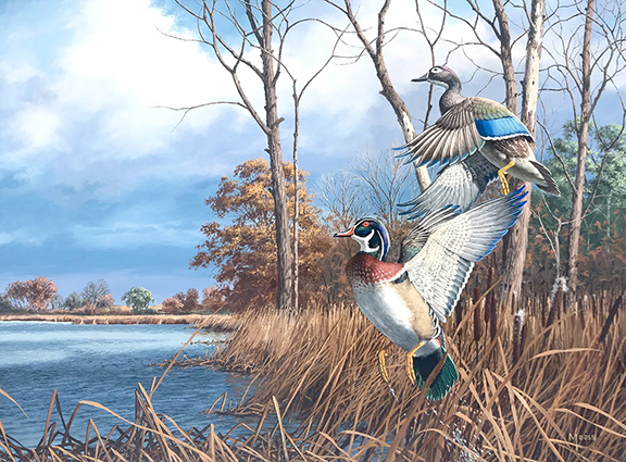 Three oil on board paintings of ducks by self-taught Minnesota wildlife artist David A. Maass (b. 1929) came from the estate of William S. Sachse and sold above their estimates. This one, Flash of Color—Wood Ducks, 21