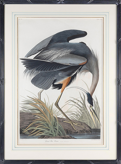 Great Blue Heron, 1834, a hand-colored engraving, 37
