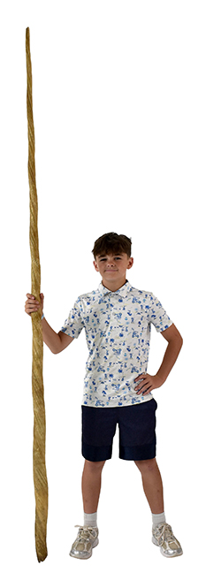 Monumental Narwhal tusk